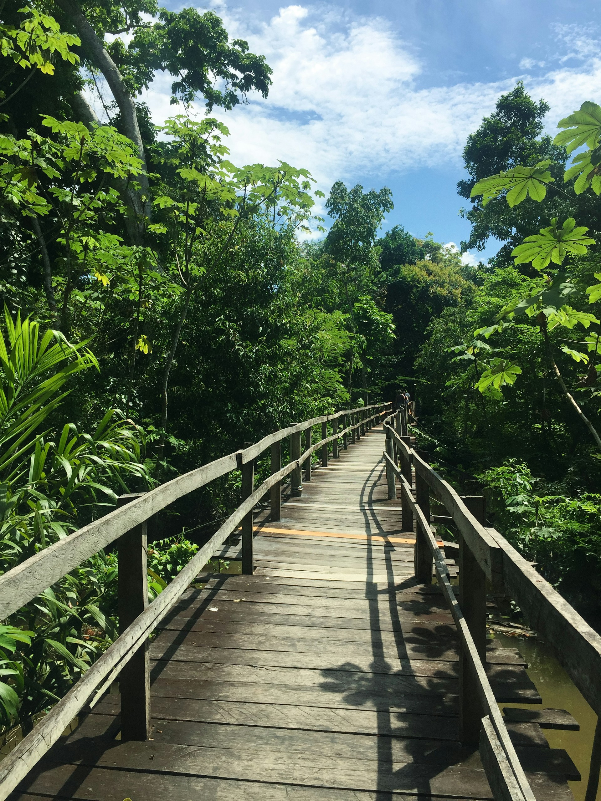 Amazon rainforest landscape near Manaus, Brazil